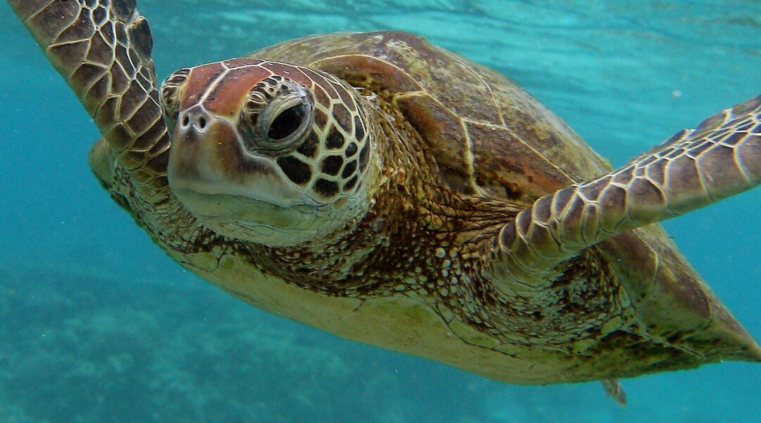 8 Children and One Adult Dead After Eating Sea Turtle Meat in Zanzibar