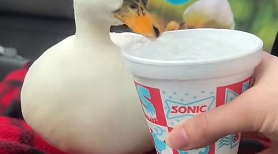 Munchkin, the TikTok Duck Who Loved Iced Water, Dies After Vet Visit