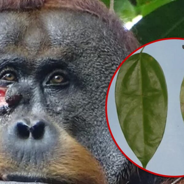 Orangutan Observed Treating Face Wound with Plant,…