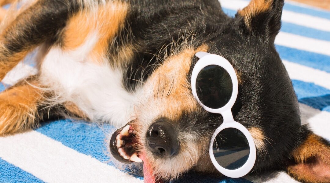 Top 16 Must-Have Products to Keep Your Pets Safe and Cool This Summer