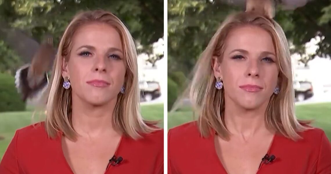 Bold Bird Lands on Reporter’s Head Just Before Live Shot Outside White House