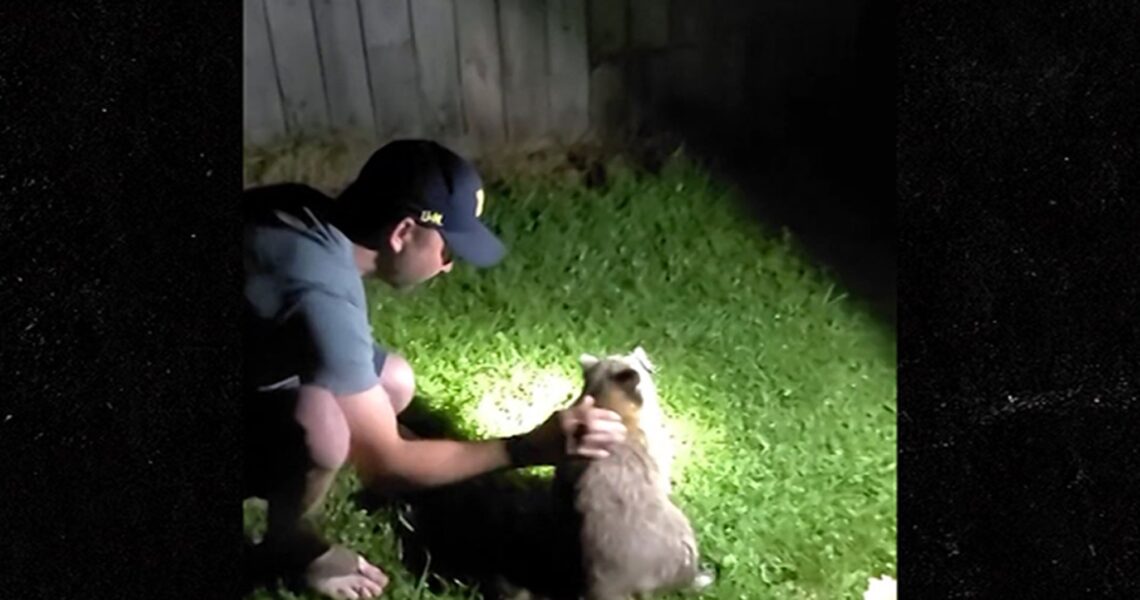 Choking Raccoon Saved By Michigan Man, Heroic Act Caught on Video