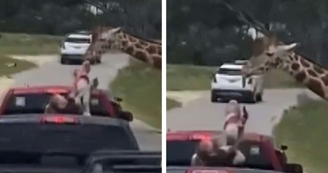Giraffe Snatches Toddler At Drive-Thru Safari In Texas