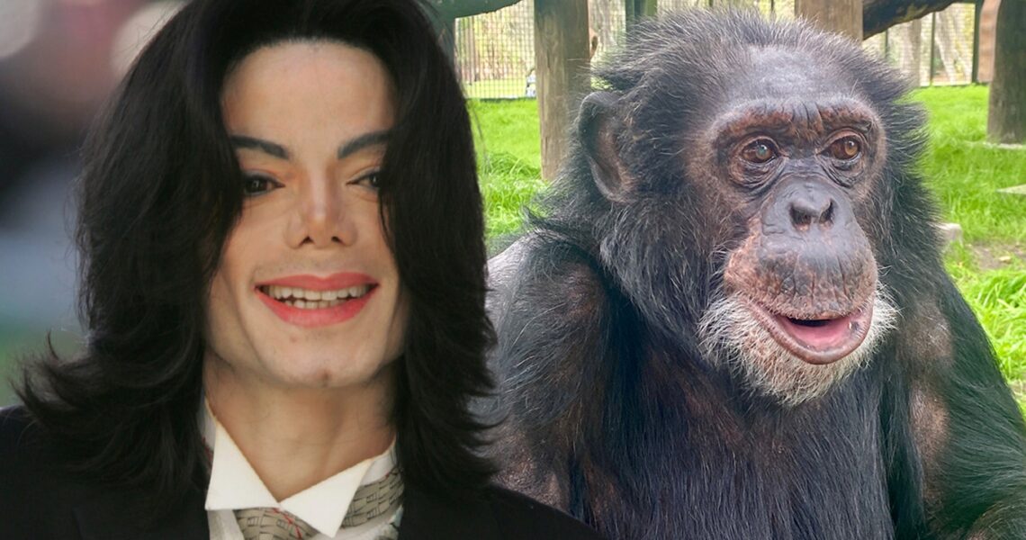 Michael Jackson Would Be Happy With Bubbles the Chimp’s Life, Says Sanctuary