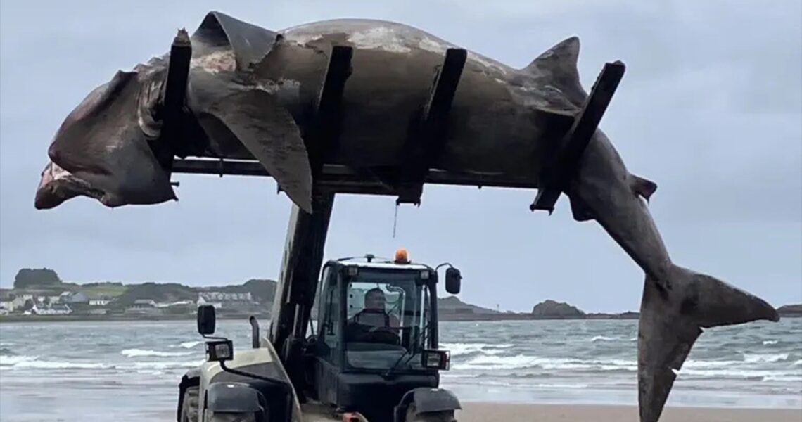 24-Foot Shark Washes Ashore in UK, Forklift Removes Carcass