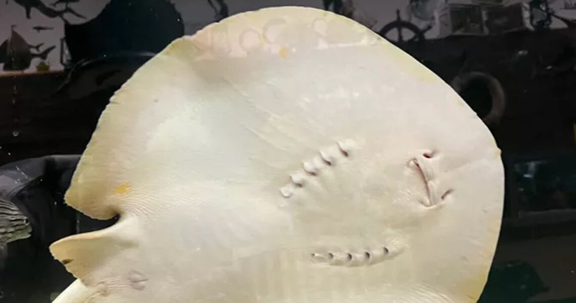 Charlotte the Stingray Dies 5 Months After Viral Pregnancy