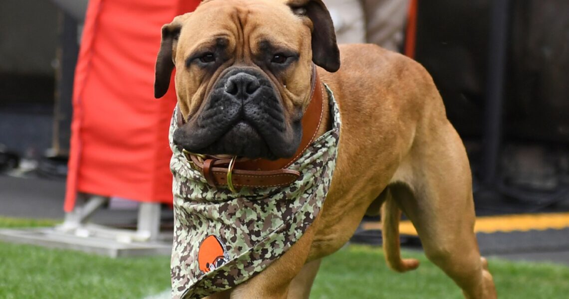 Cleveland Browns Mascot Swagger Jr. Dead At 5