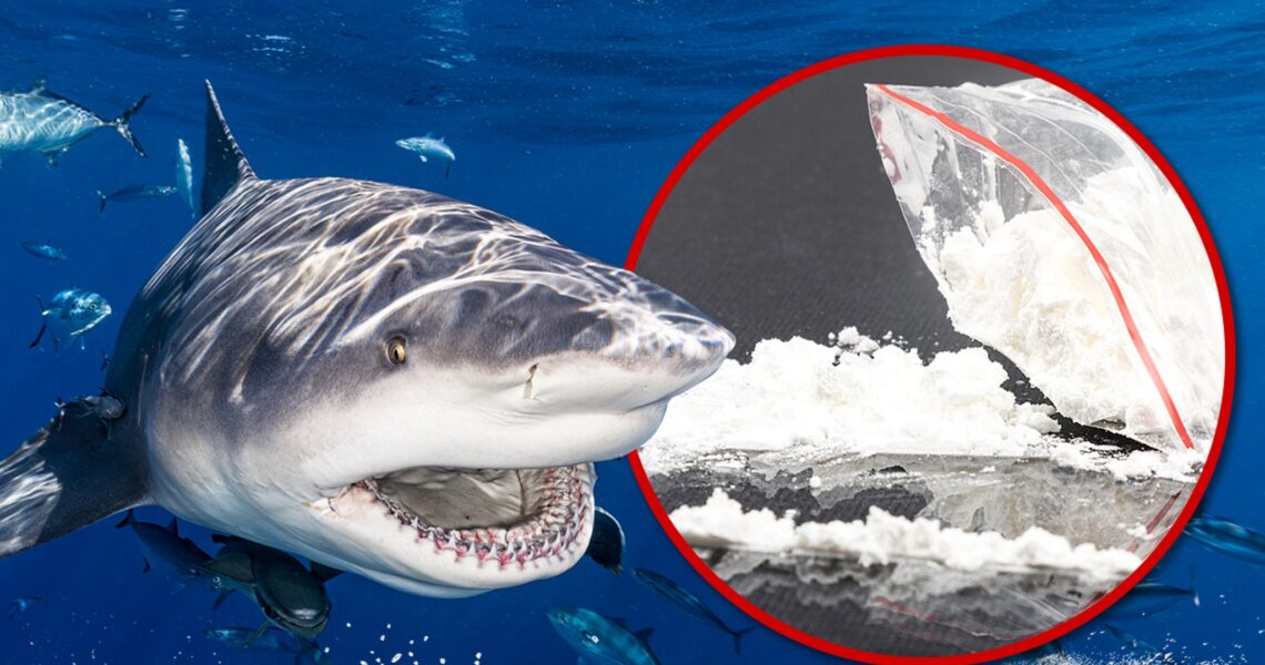 Thirteen Brazilian Sharks Test Positive for Cocaine, Researchers Say