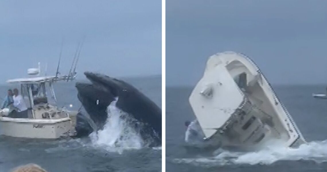 Whale Breaches Off New Hampshire, Capsizes Boat on Video