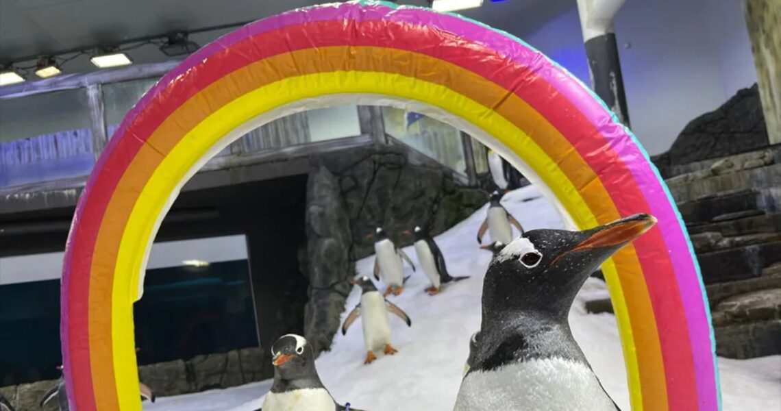 Famous Gay Penguin Sphen Dead at 11