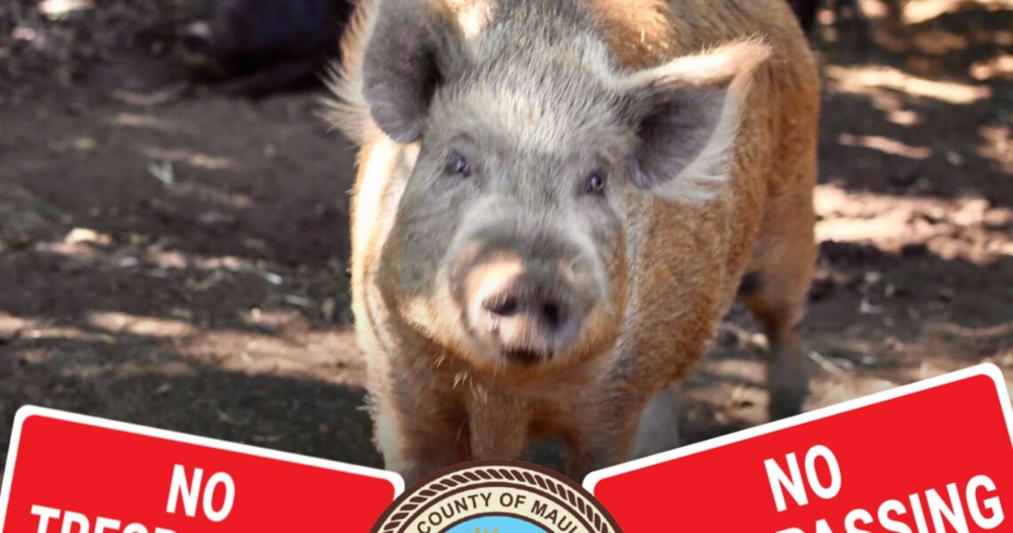 Maui Animal Sanctuary Beefs Up Security After Pet Pig Theft, Brutal Killing