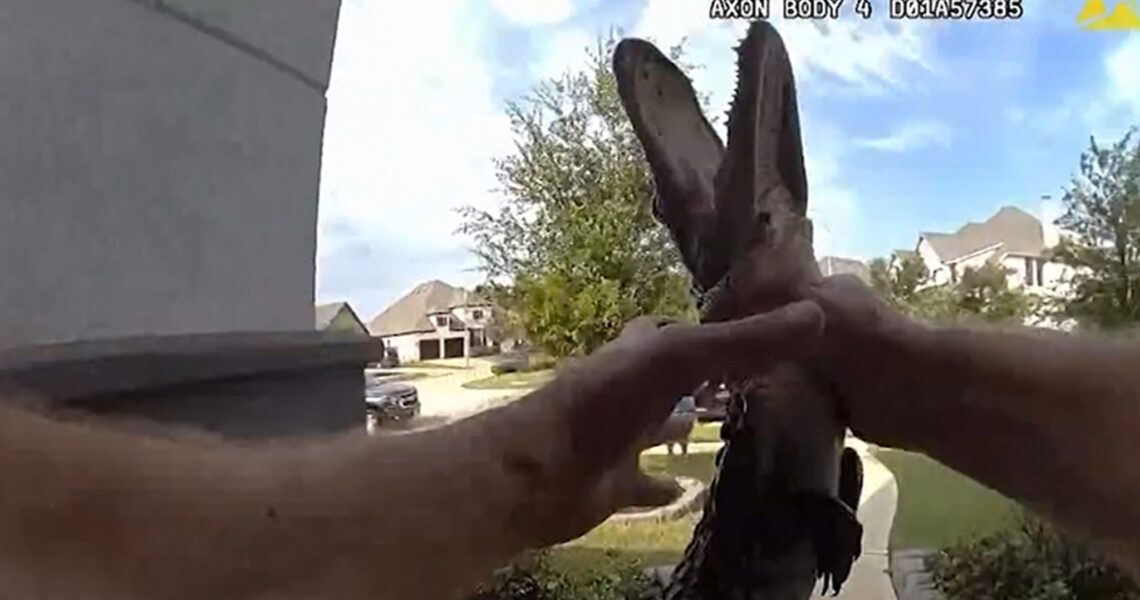 Texas Cop Wrangles Alligator, No Gloves Needed in Body Cam Footage