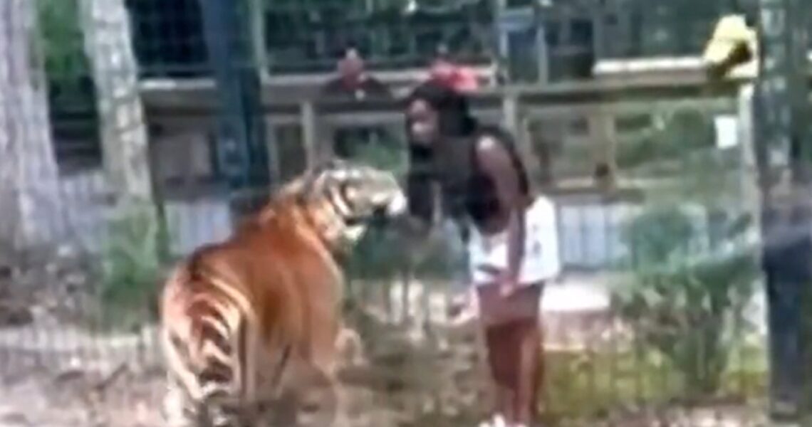 Woman Charged With Climbing Over Zoo Fence To Pet Tiger In Viral Video