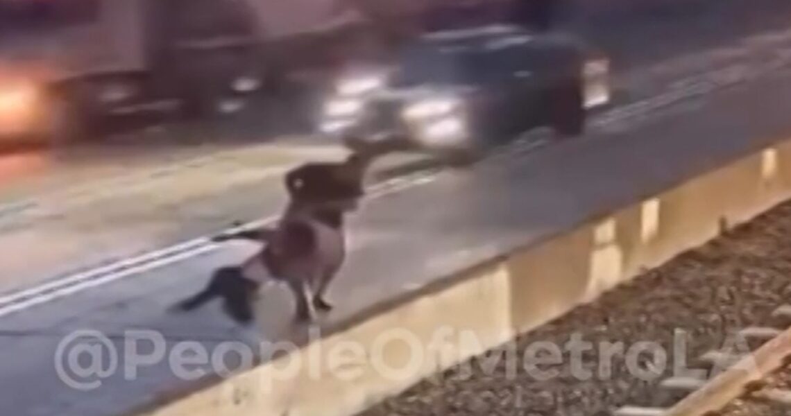 Woman Tossed Into Oncoming Traffic, Brutal Assault On Camera