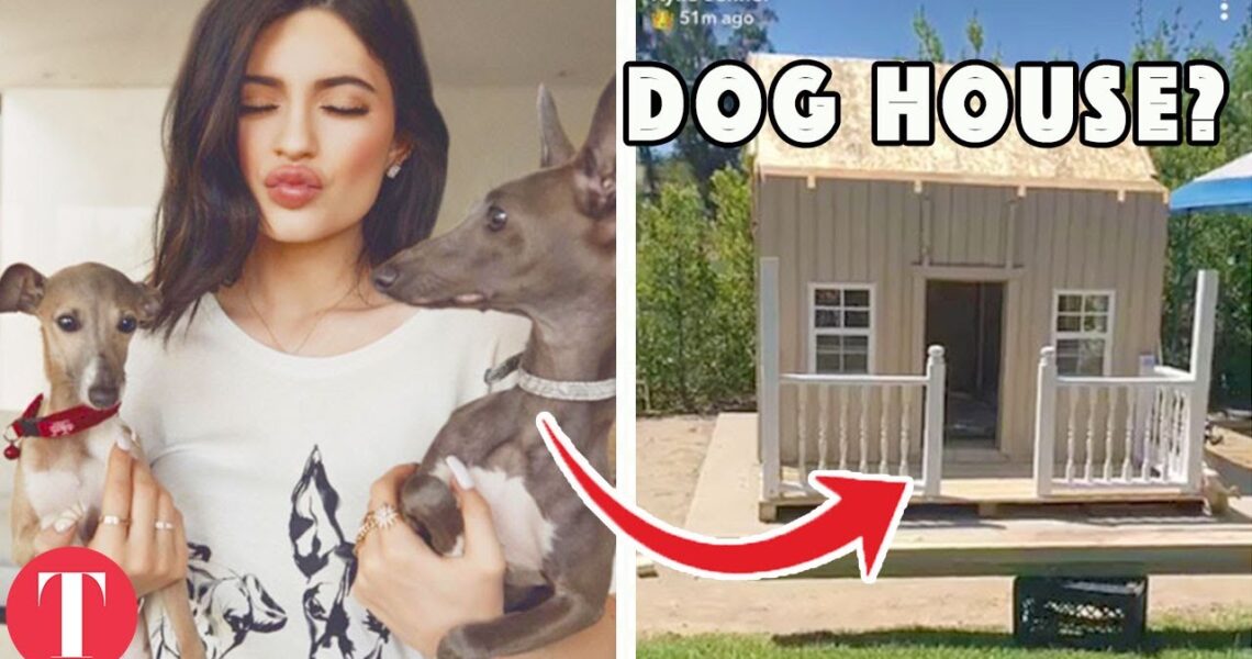 10 Celebrity Pets Who Have A Better Life Than You