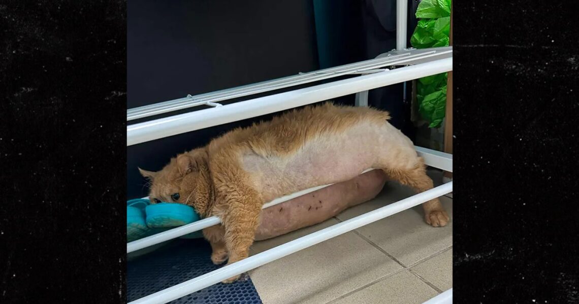 38-Pound Cat Gets Stuck in Shoe Rack Trying to Escape Pet Diet Camp