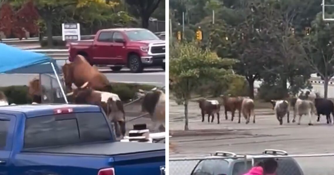 Bulls Escape Massachusetts Rodeo, Caught On Camera, 1 Still Missing