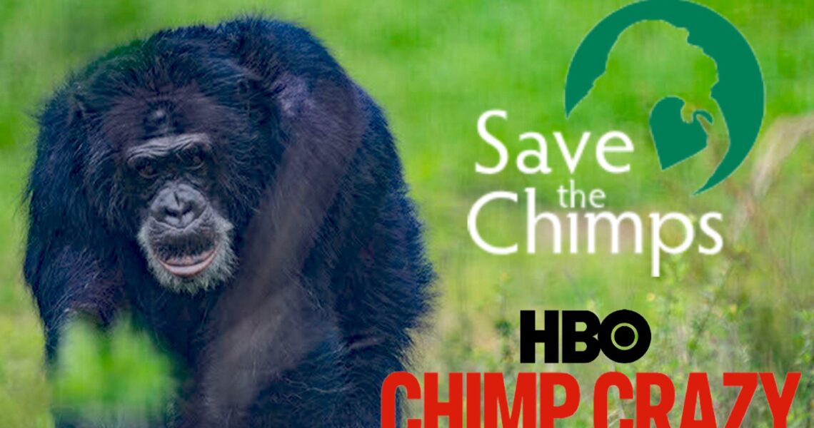 ‘Chimp Crazy’ Swings Big Donations for Tonka’s Sanctuary