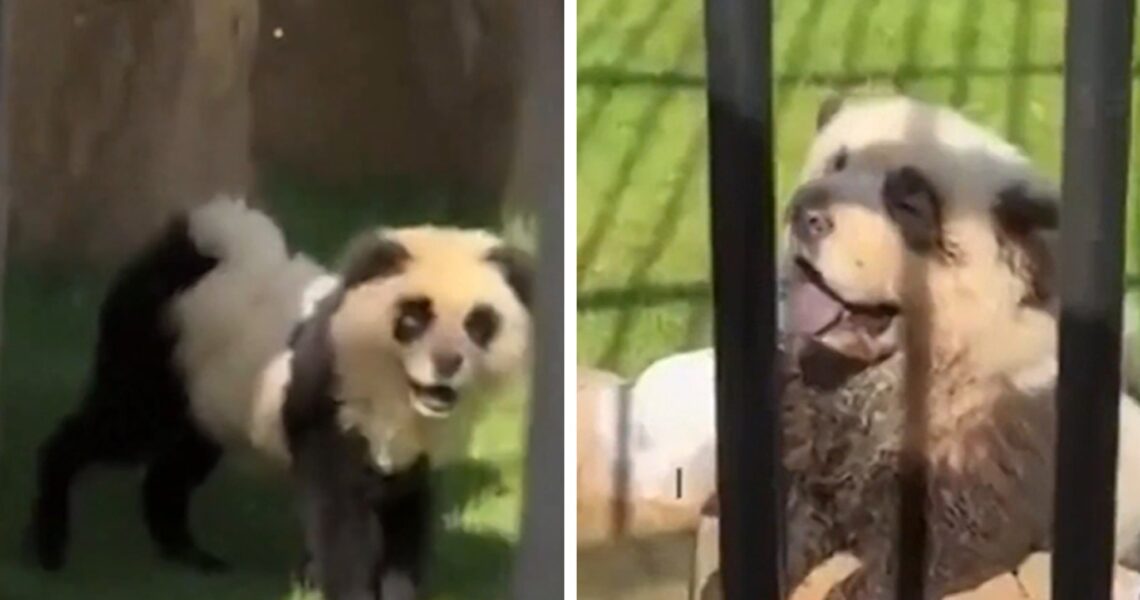 Chinese Zoo Admits Pandas Are Painted Dogs After Outrage