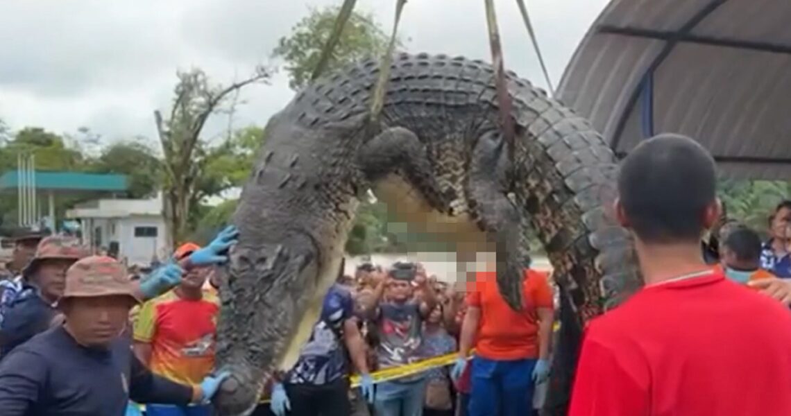 Crocodile Attack in Malaysia, Little Girl’s Remains Found Inside Beast’s Gut