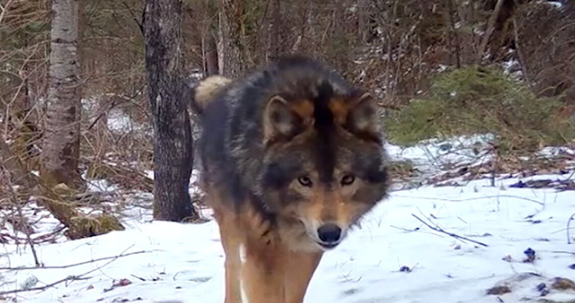 Mystery Beast in Minnesota Woods Leaves Experts Mystified