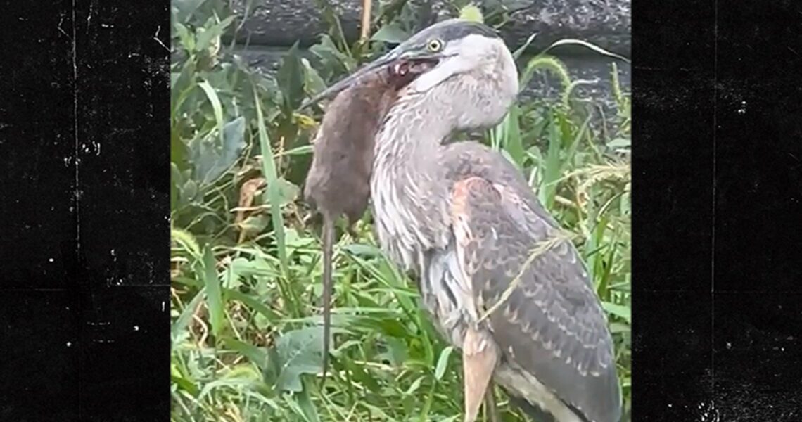 Video Shows Great Blue Heron Devouring Central Park Rat Whole