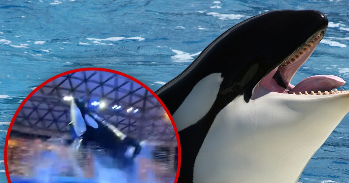 SeaWorld Killer Whale Poops, Splashes Crowd with Filthy Water