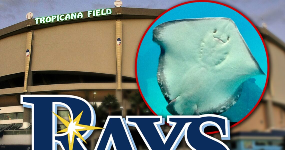 Tampa Bay Rays’ Stingrays Moved Back To Florida Aquarium After Hurricane Milton